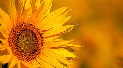 Indigo Herbs Organic Sunflower Seed Protein Powder 500g | Plant Based Protein | Vegan Indigo Herbs