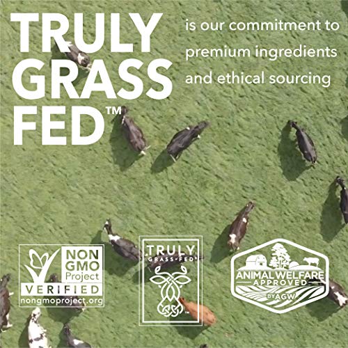 ICONIC Protein Powder, Chocolate Truffle - Sugar Free, Low Carb Protein Powder ICONIC