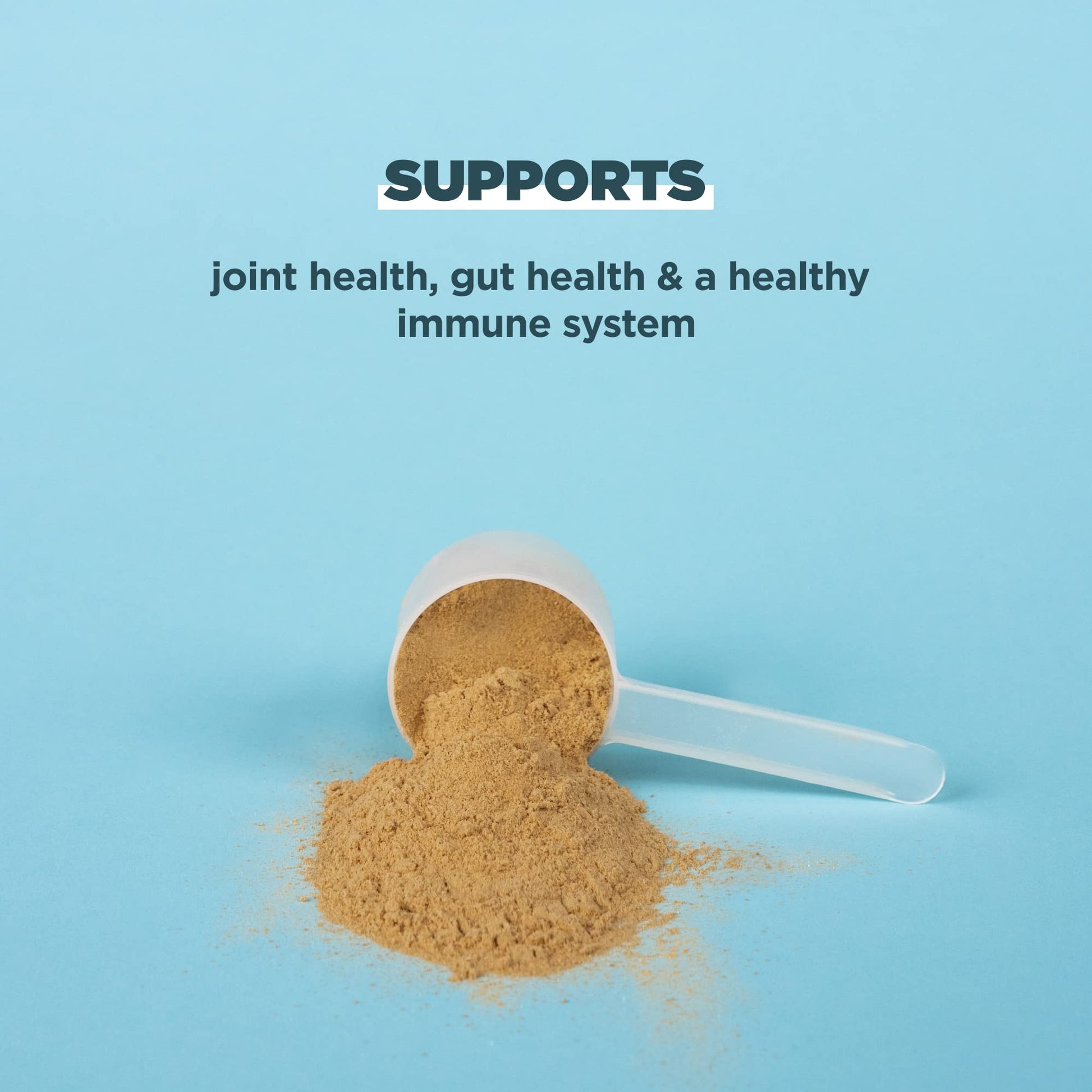 Ancient Nutrition Protein Powder Made from Real Bone Broth, Chocolate, 20g Protein Ancient Nutrition