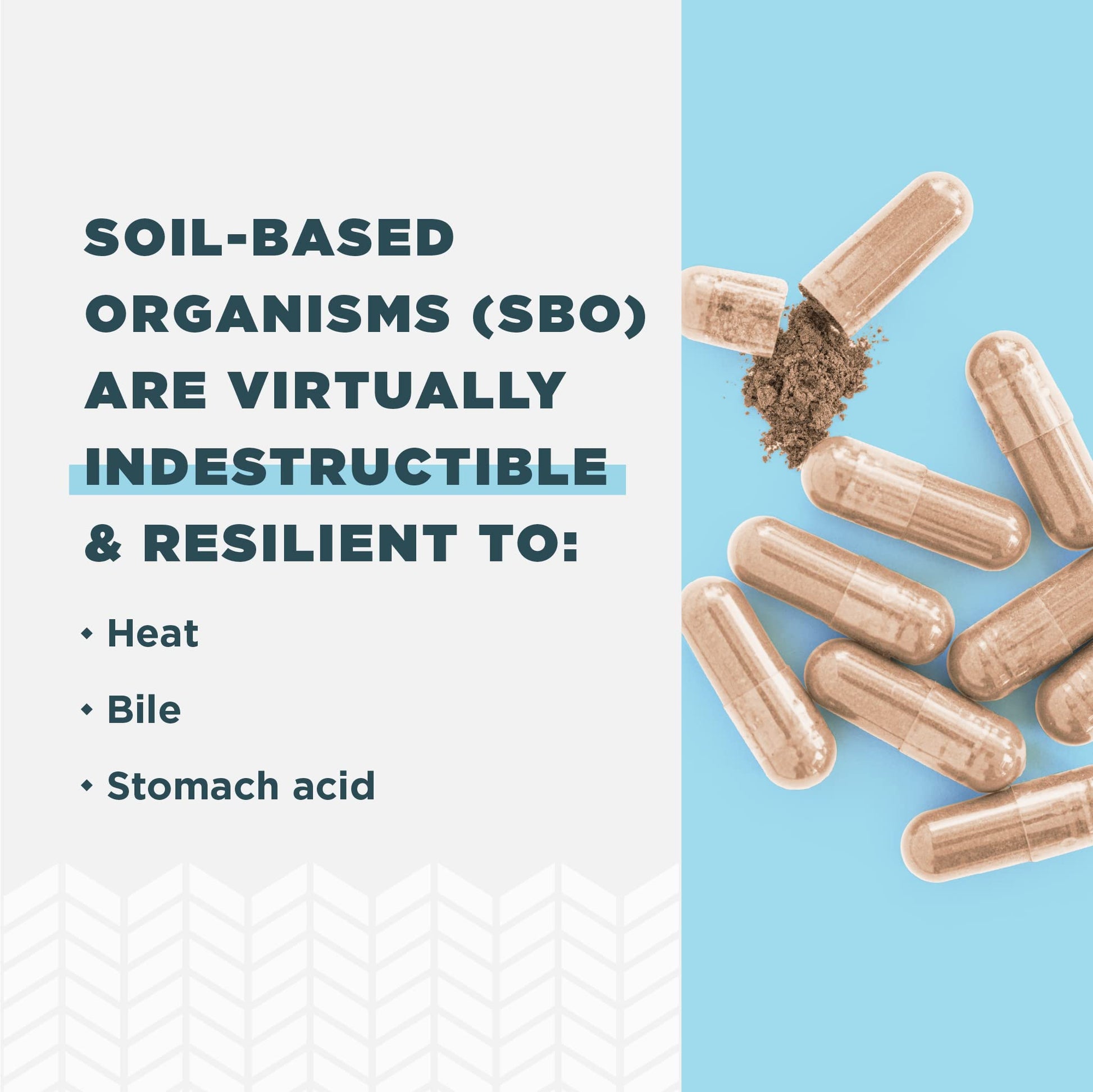 Ancient Nutrition Probiotics for Women, Once Daily Women's Probiotics 30ct, Digestive Support Ancient Nutrition