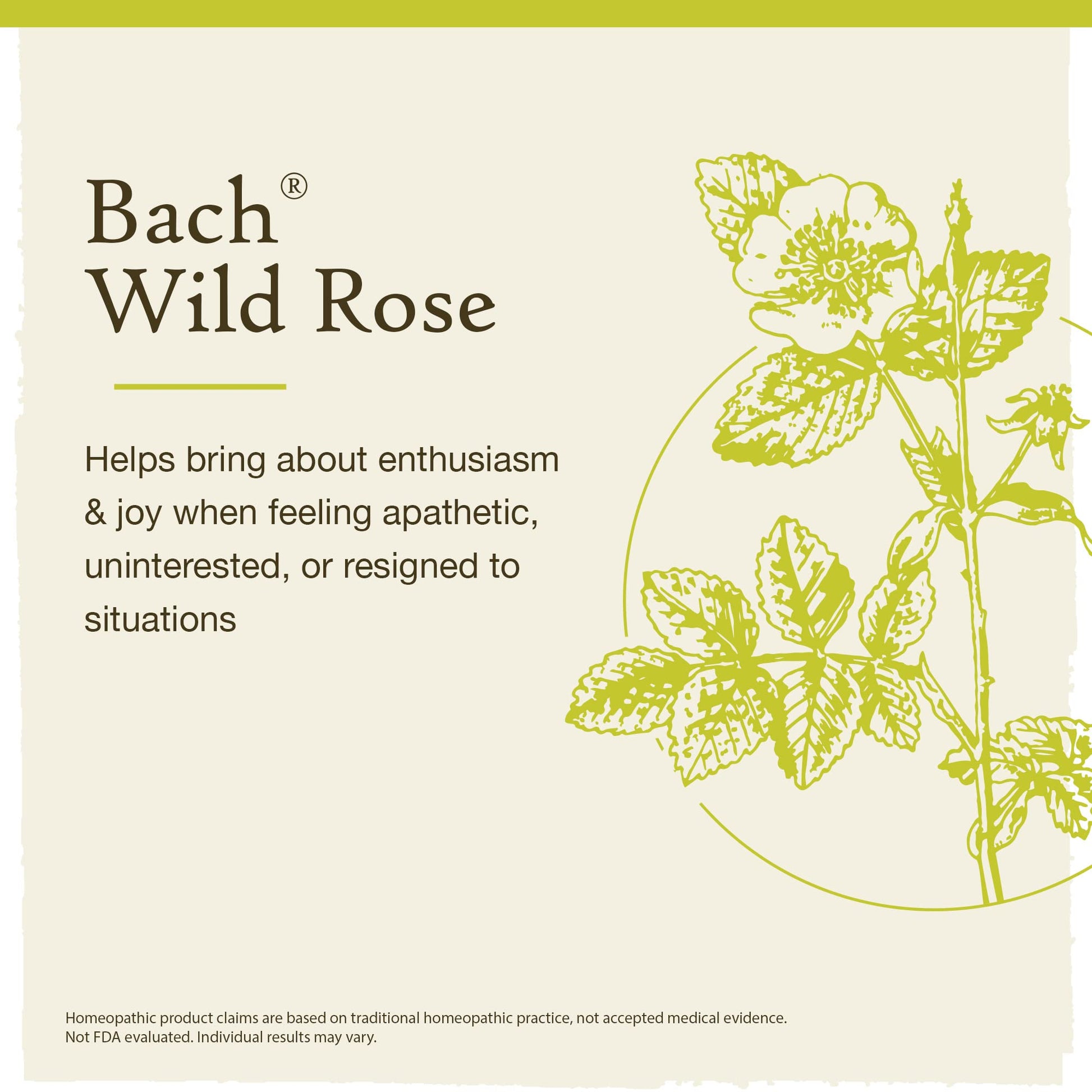 Bach Original Flower Remedies, Wild Rose for Enthusiasm (Non-Alcohol Formula), Natural Homeopathic Bach