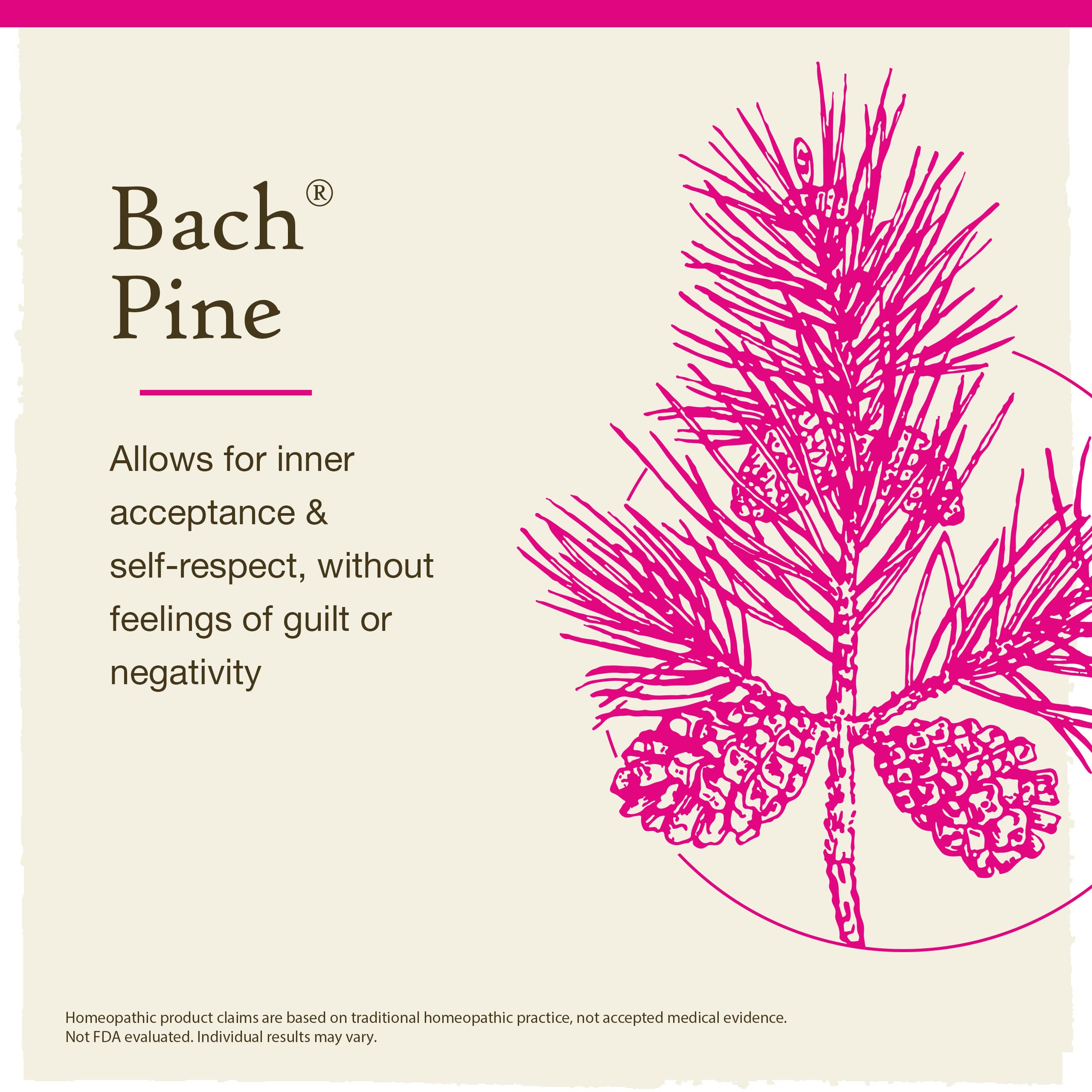 Bach Original Flower Remedies, Pine for Self Respect, Natural Homeopathic Flower Essence Bach