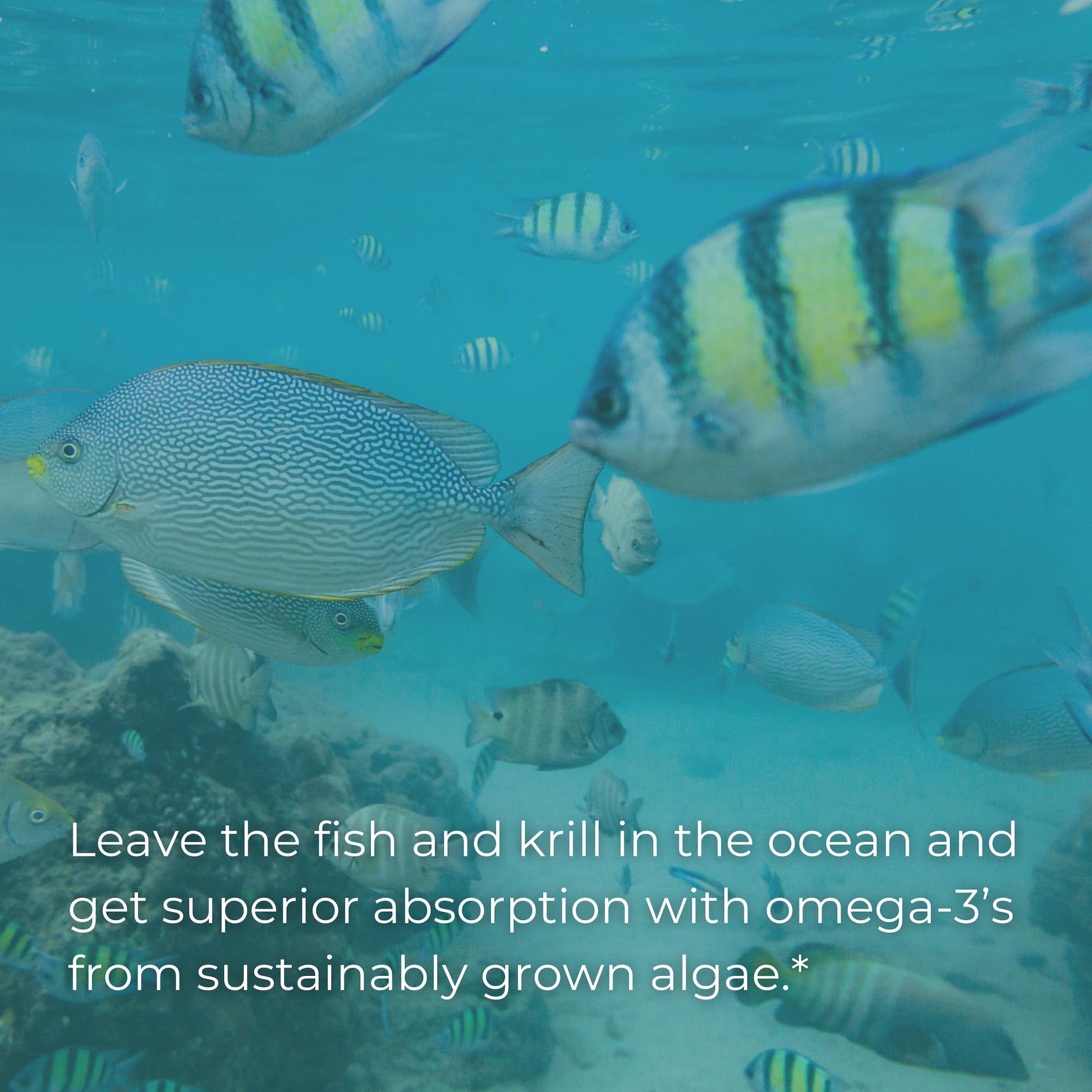 Iwi Life Prenatal Multivitamin, 60 Softgels (30 Servings), Vegan, Plant-Based Algae Omega 3 Iwi